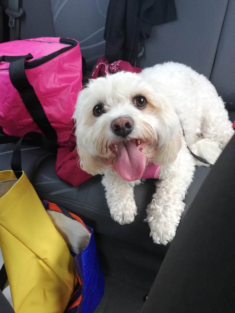 Photo of Daisy sitting in the car