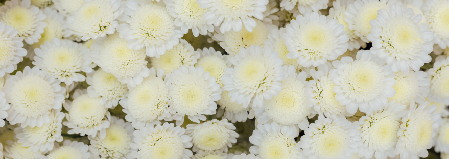 Closeup of white and yellow flowers
